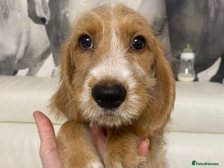 Labradoodle dogs Medium size Australian Labradoodles show cocker - Advert 14