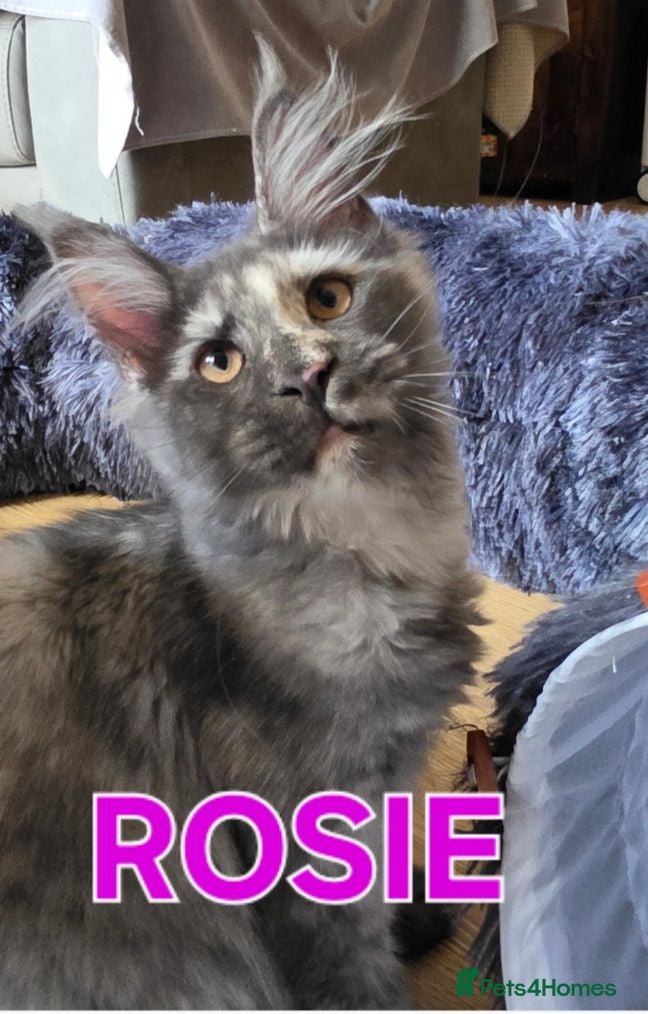 Maine Coon cats Gorgeous pedigree Girls ready now - Advert 2