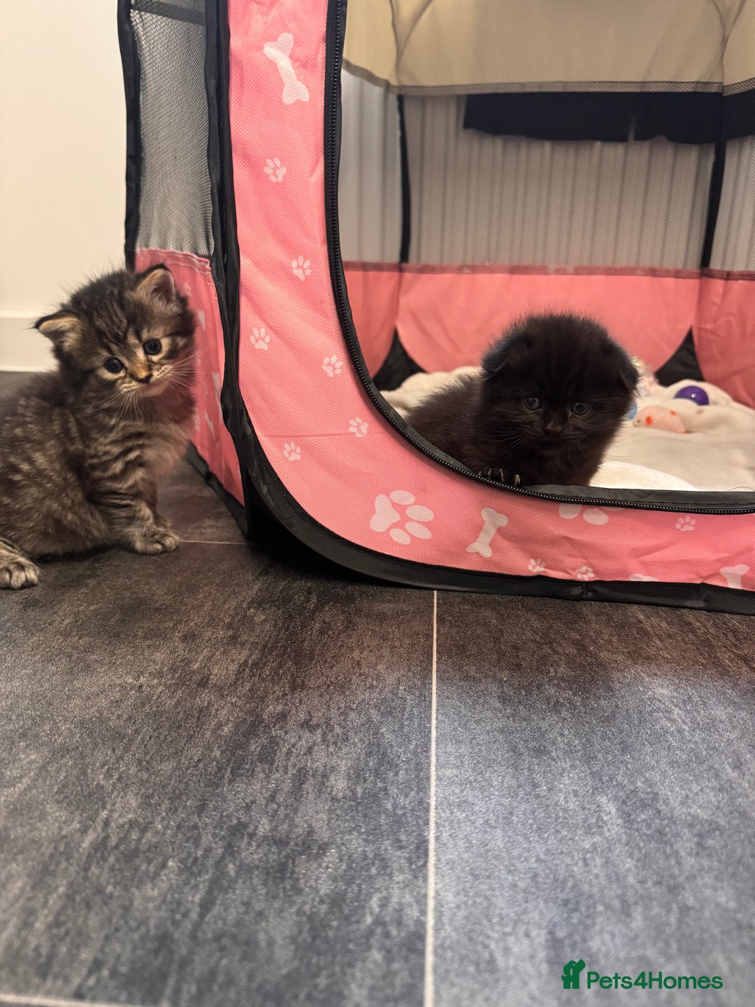 Mixed Breed cats for sale: 4 Adorable Kittens Looking For Forever Homes - Advert 4