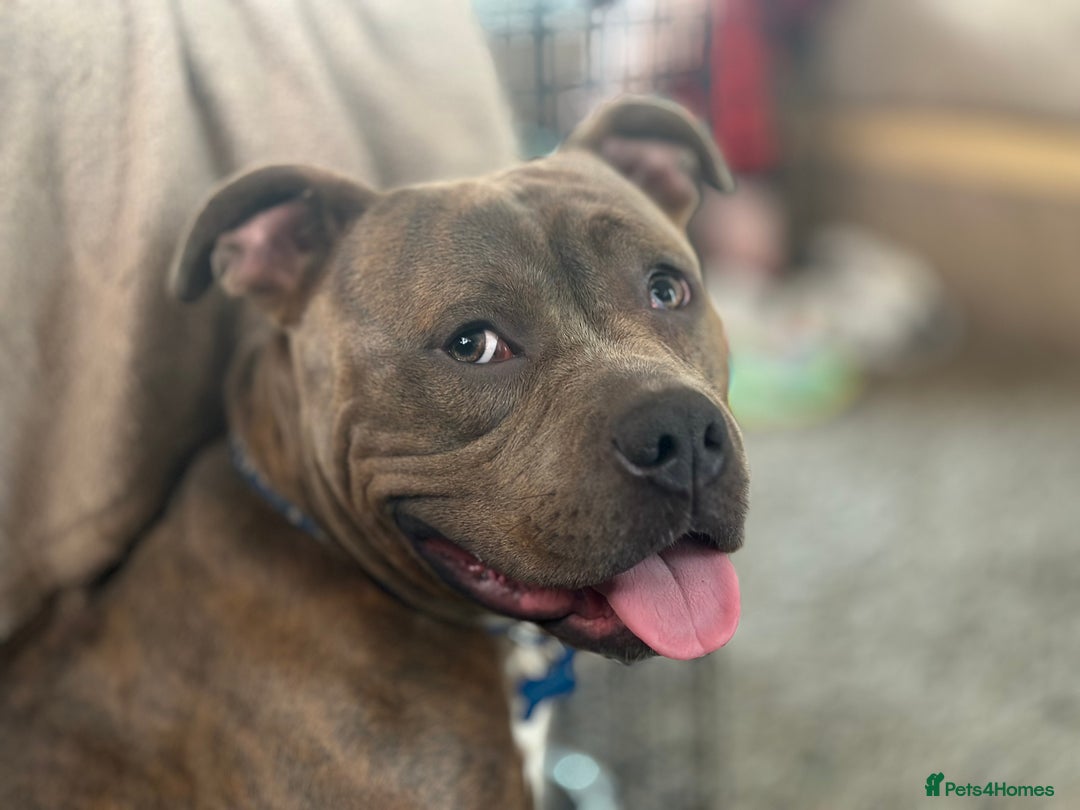 Staffordshire Bull Terrier dogs for sale:  Staffy - Image 3