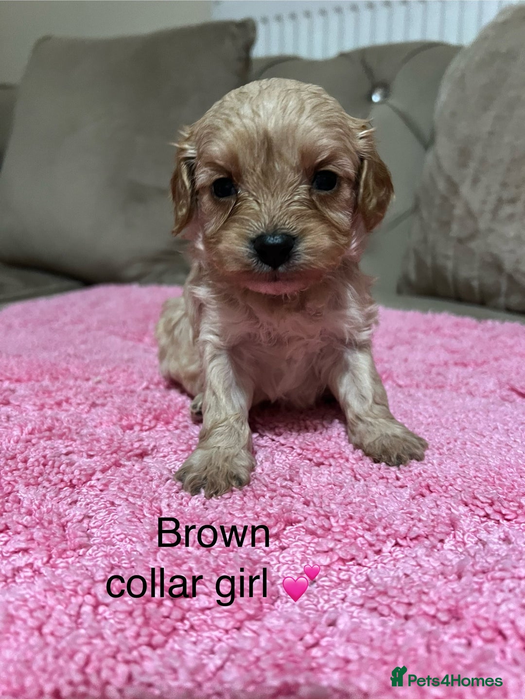 Cavapoo dogs for sale: Health tested cavapoos ready 16th February 🐶 - Advert 9