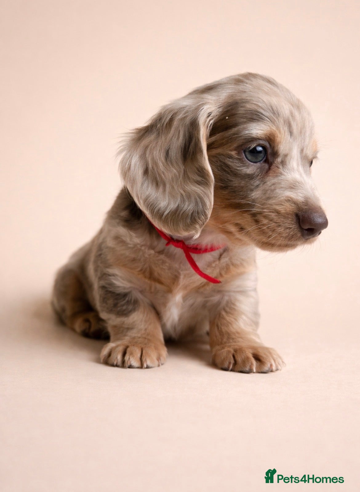 Miniature Dachshund dogs Long haired Miniature dachshund puppies KC REG - Advert 16
