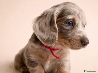 Miniature Dachshund dogs Long haired Miniature dachshund puppies KC REG - Advert 16