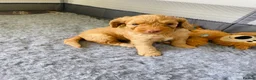 Cockapoo dogs for sale: Cockapoo Puppies  - Advert 12