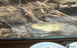 Leopard Gecko reptiles for sale: 2 leopard geckos and vivarium for sale  - Image 4