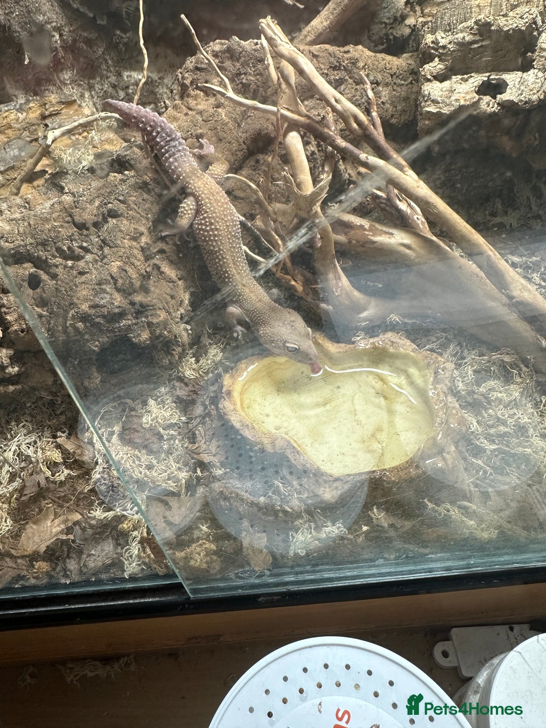 Leopard Gecko reptiles for sale: 2 leopard geckos and vivarium for sale  - Image 4