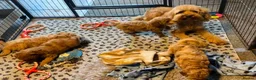 Cavapoo dogs for sale: Health Tested and Health Guaranteed Cavapoo Pups - Advert 10