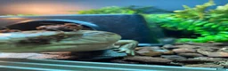Skink reptiles for sale: Ernie the Blue tongued skink  - Advert 11