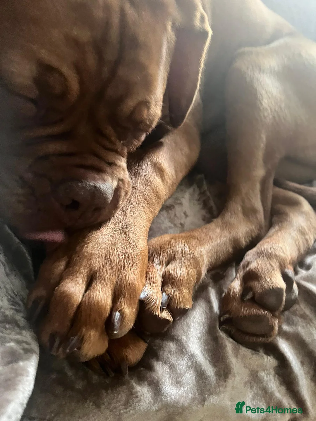 Dogue De Bordeaux dogs for sale: MeMe  - Advert 2