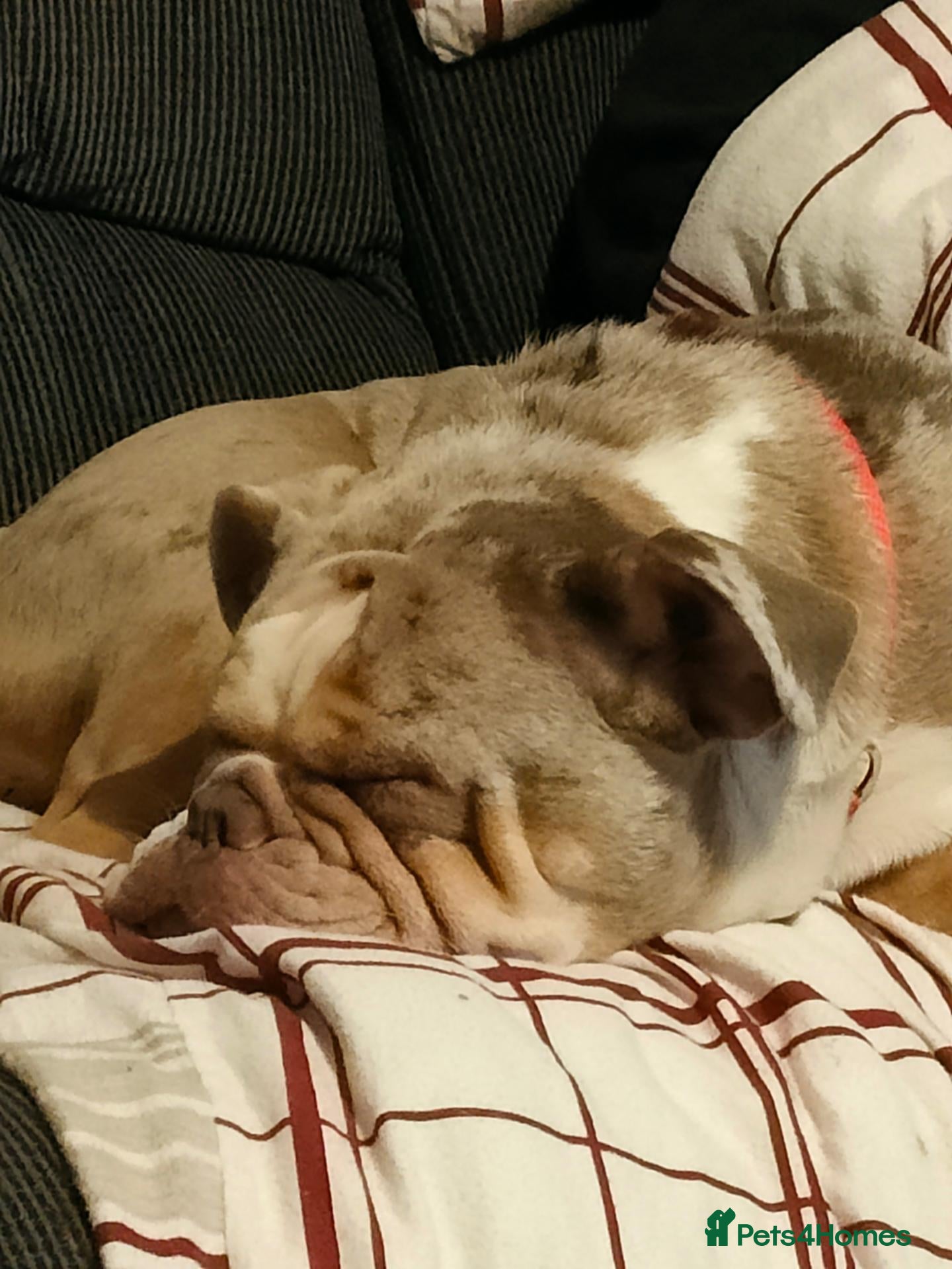 Mixed Breed dogs Bulldog for sale (Not XL) - Advert 1