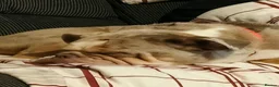 Mixed Breed dogs for sale: Bulldog for sale (Not XL) - Advert 1