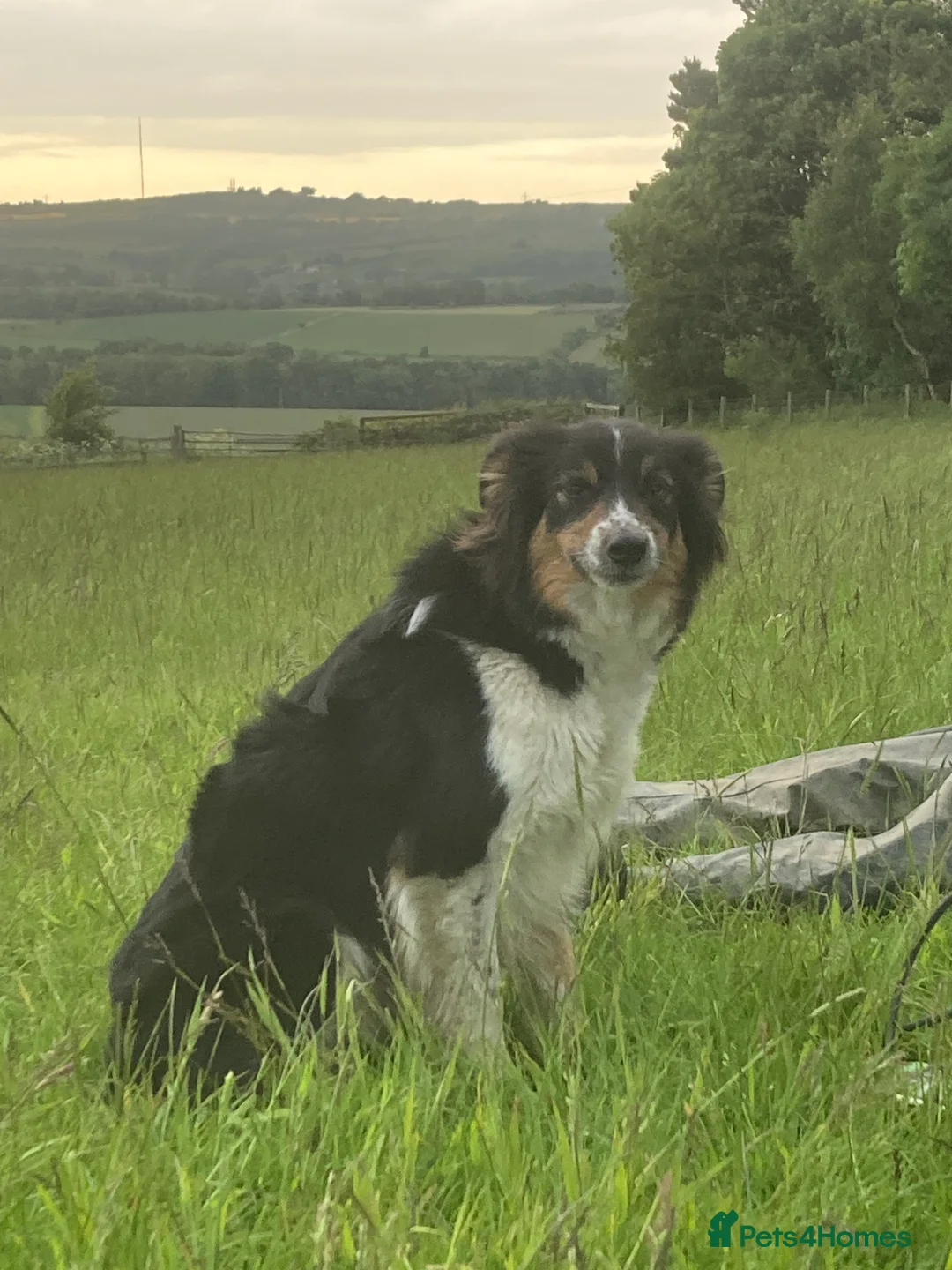 Border Collie dogs for sale: Gorgeous border collie pups - Advert 11
