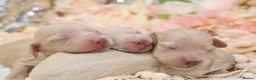Miniature Dachshund dogs for sale: KC Cream Longhair Miniature Dachshund Puppies in Wisbech - Advert 1