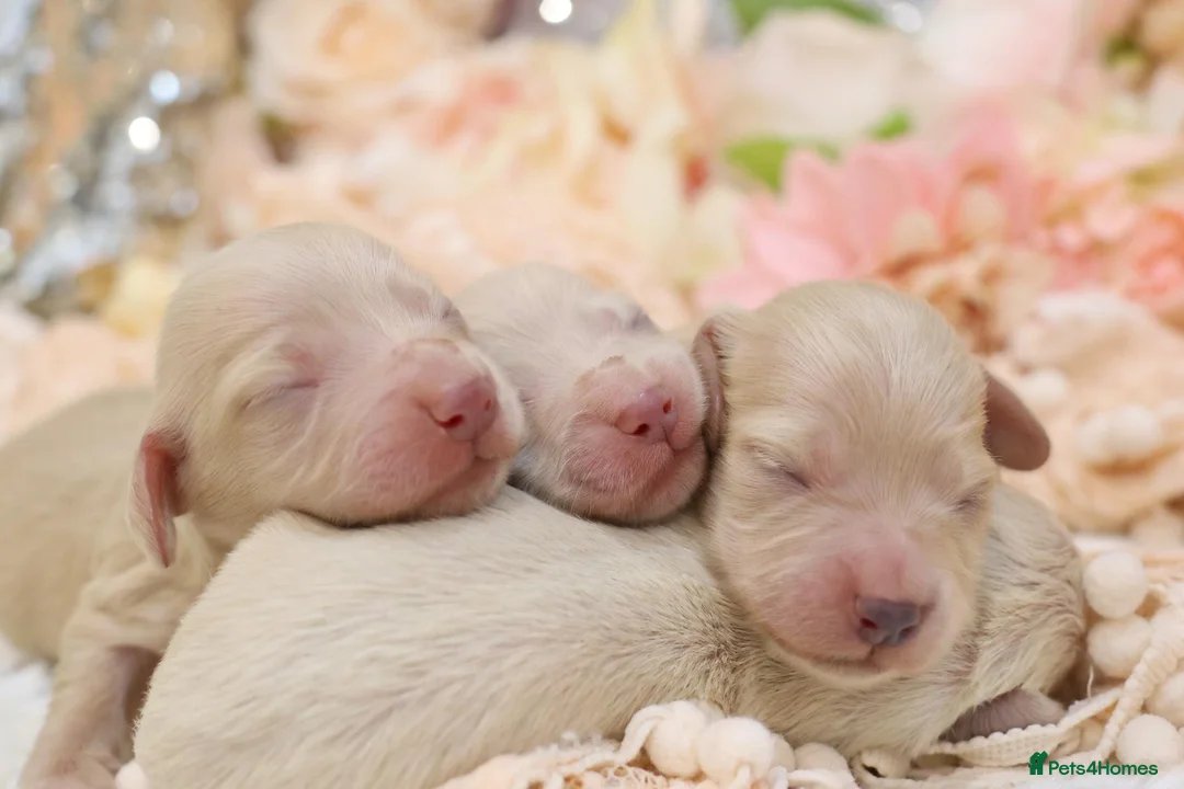 Miniature Dachshund dogs for sale: KC Cream Longhair Miniature Dachshund Puppies in Wisbech - Advert 1