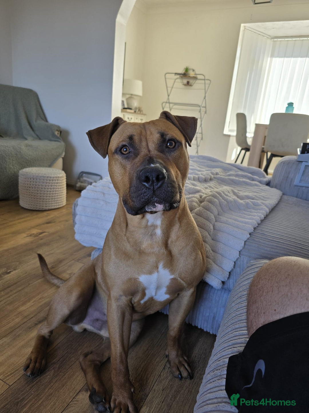 Mixed Breed dogs for sale: Bear  - Image 4