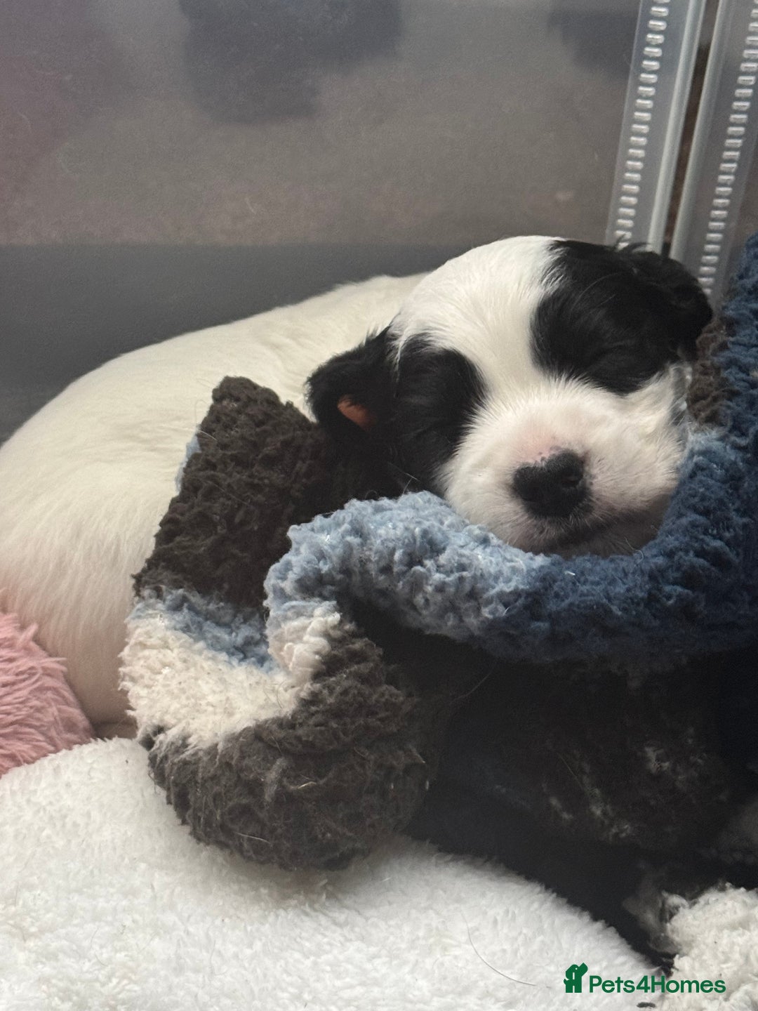 Cocker Spaniel dogs for sale: Cocker spaniel Puppies  - Advert 12