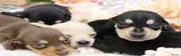 Miniature Dachshund dogs for sale: KC Miniature Dachshund Puppies - Advert 6