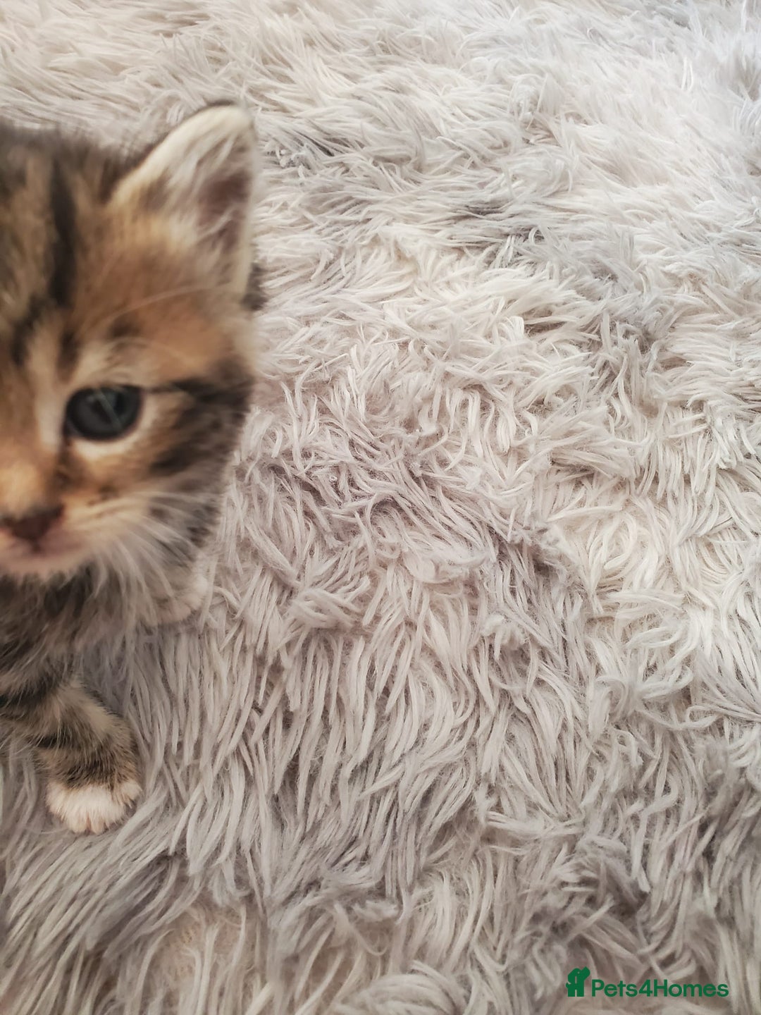 British Shorthair cats for sale: Adorable British Shorthair x Tabby Kittens - Image 16