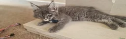Maine Coon cats for sale: 🐾 Stunning Maine Coon Kittens  Ready Now £1000 🐾 in Newport - Advert 13