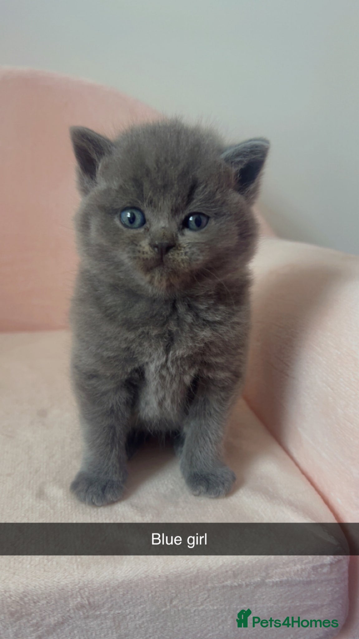 British Shorthair cats Lilac & Blue British Shorthairs  - Advert 2