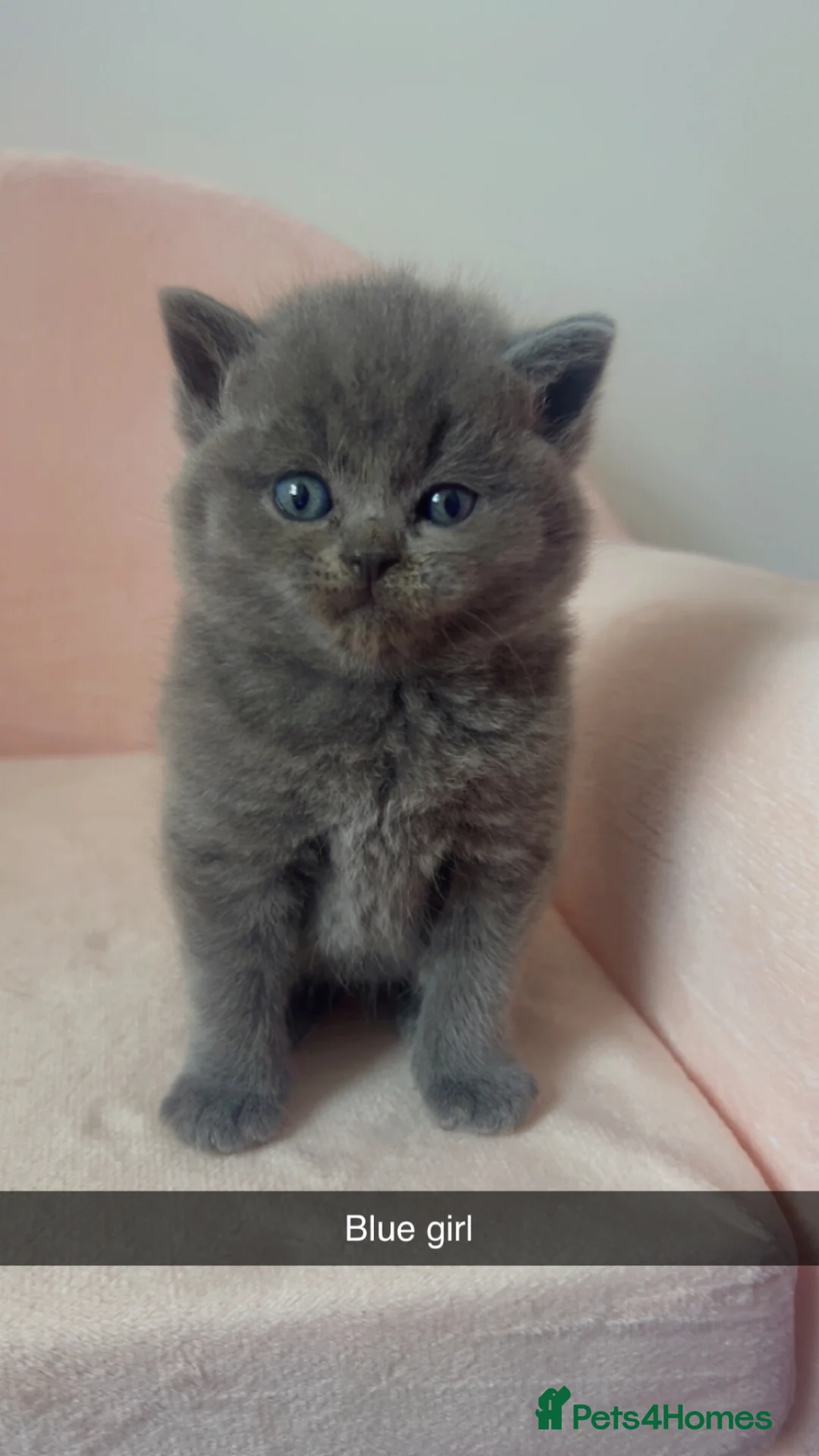 British Shorthair cats for sale: Lilac & Blue British Shorthairs  in Weston-super-Mare - Advert 1