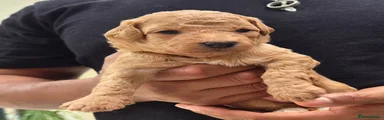 Puppy 10
