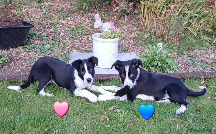 Border Collie dogs - Advert 9