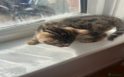 Bengal cats for sale: Bengal kittens - Image 15