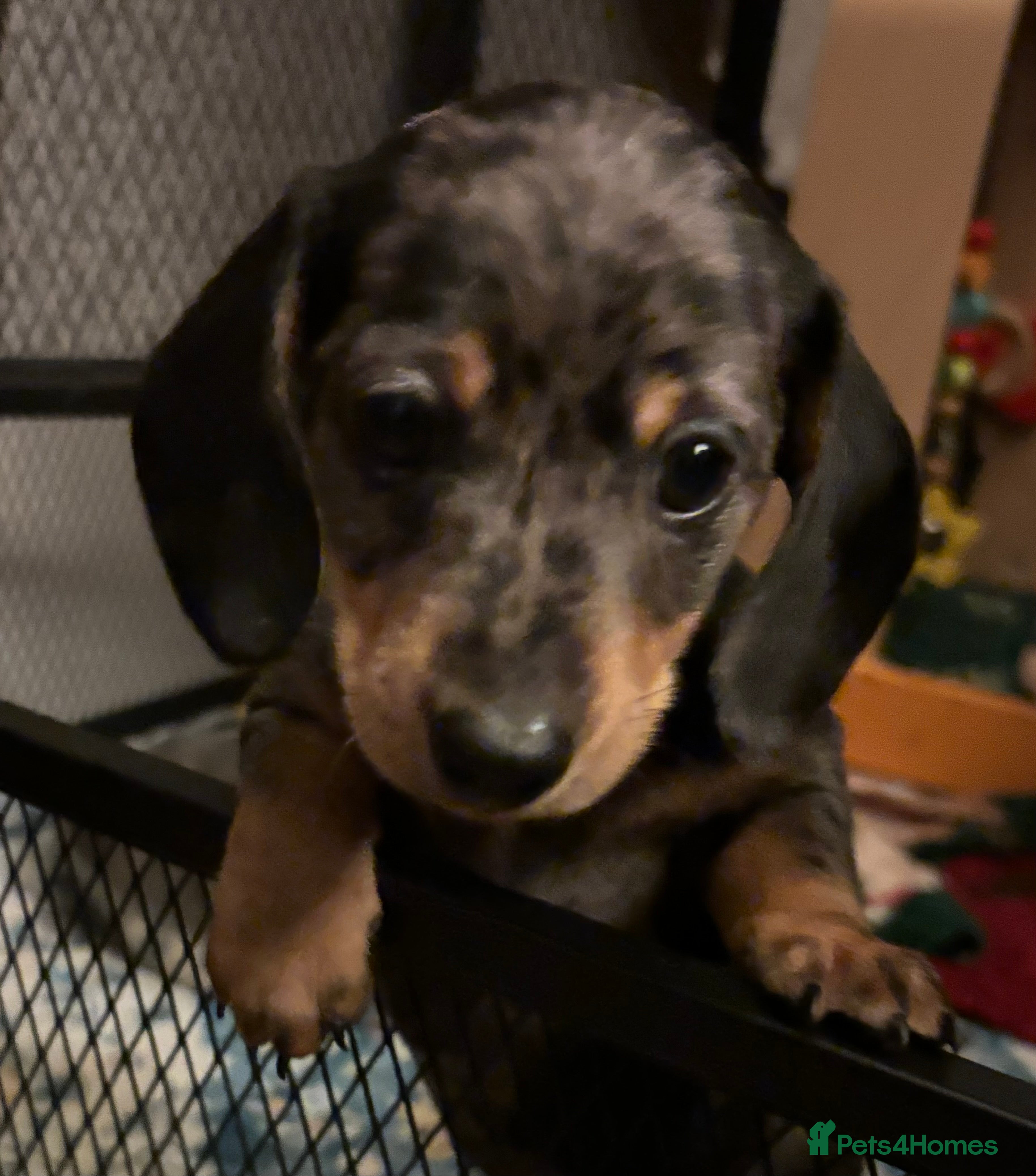 Miniature Dachshund dogs Minature smooth haired dachshunds  - Advert 5