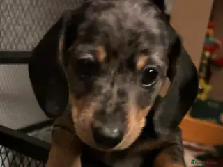 Miniature Dachshund dogs Minature smooth haired dachshunds - Advert 5