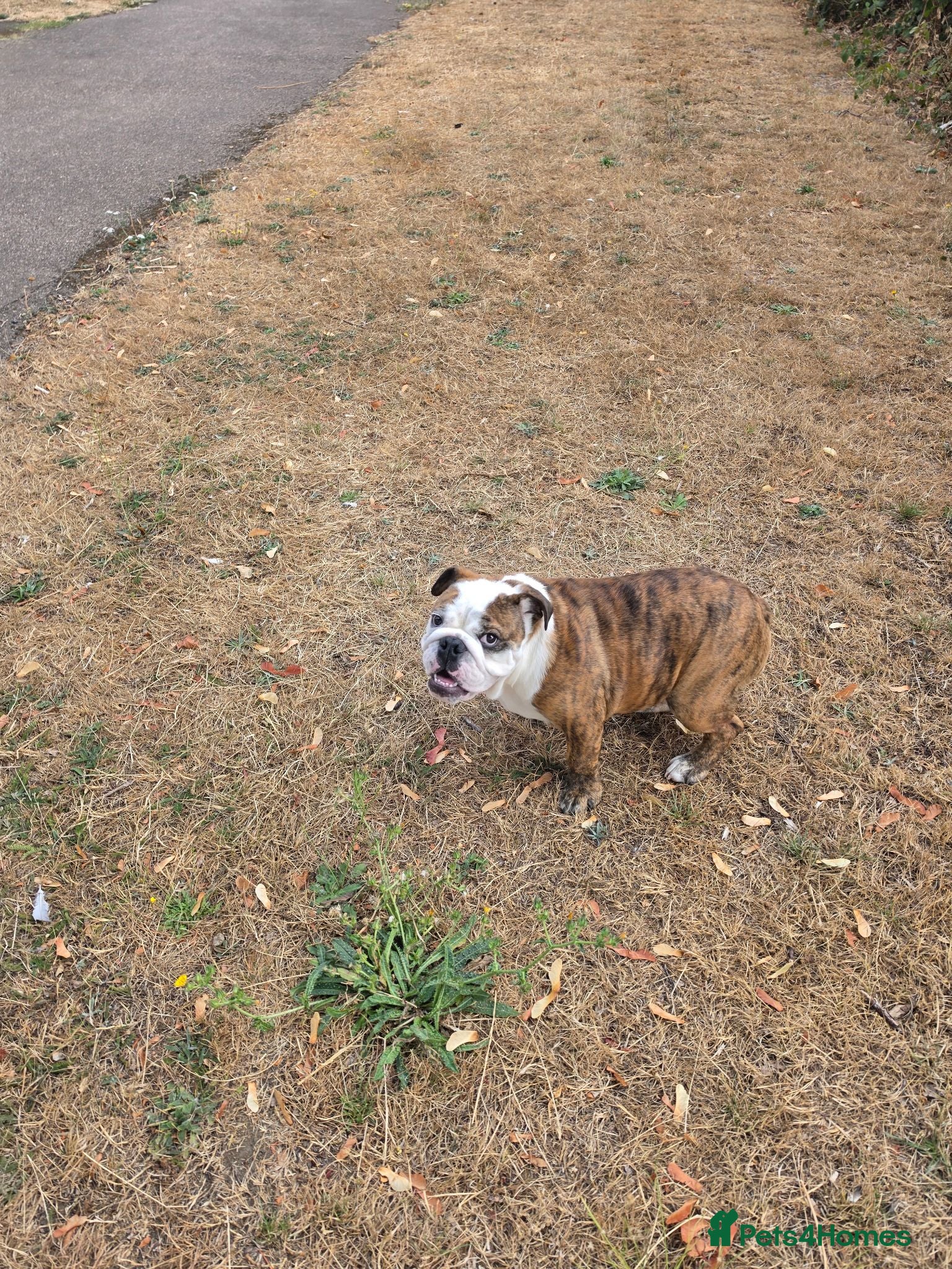 English Bulldog dogs Dennis - Advert 9