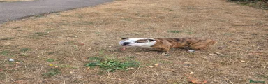 English Bulldog 1