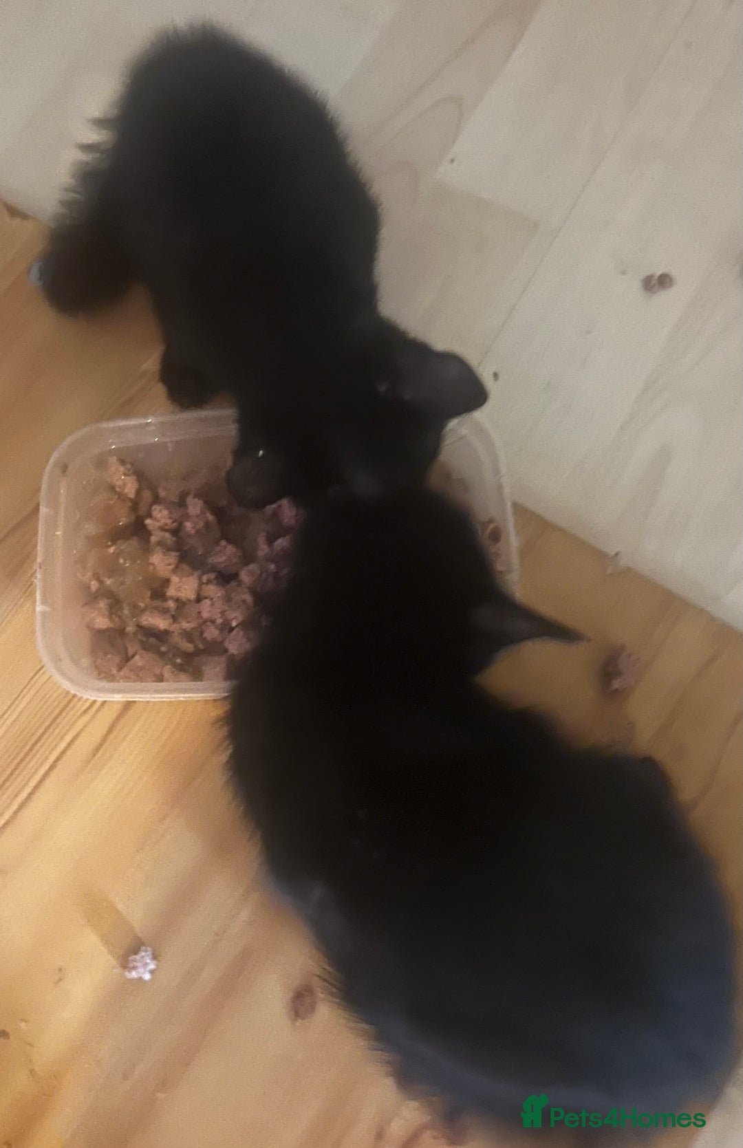Mixed Breed cats for sale: Beautiful kittens  - Image 21