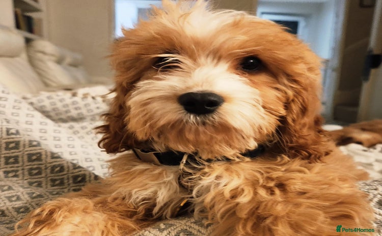 Cavapoo dogs - Advert 10