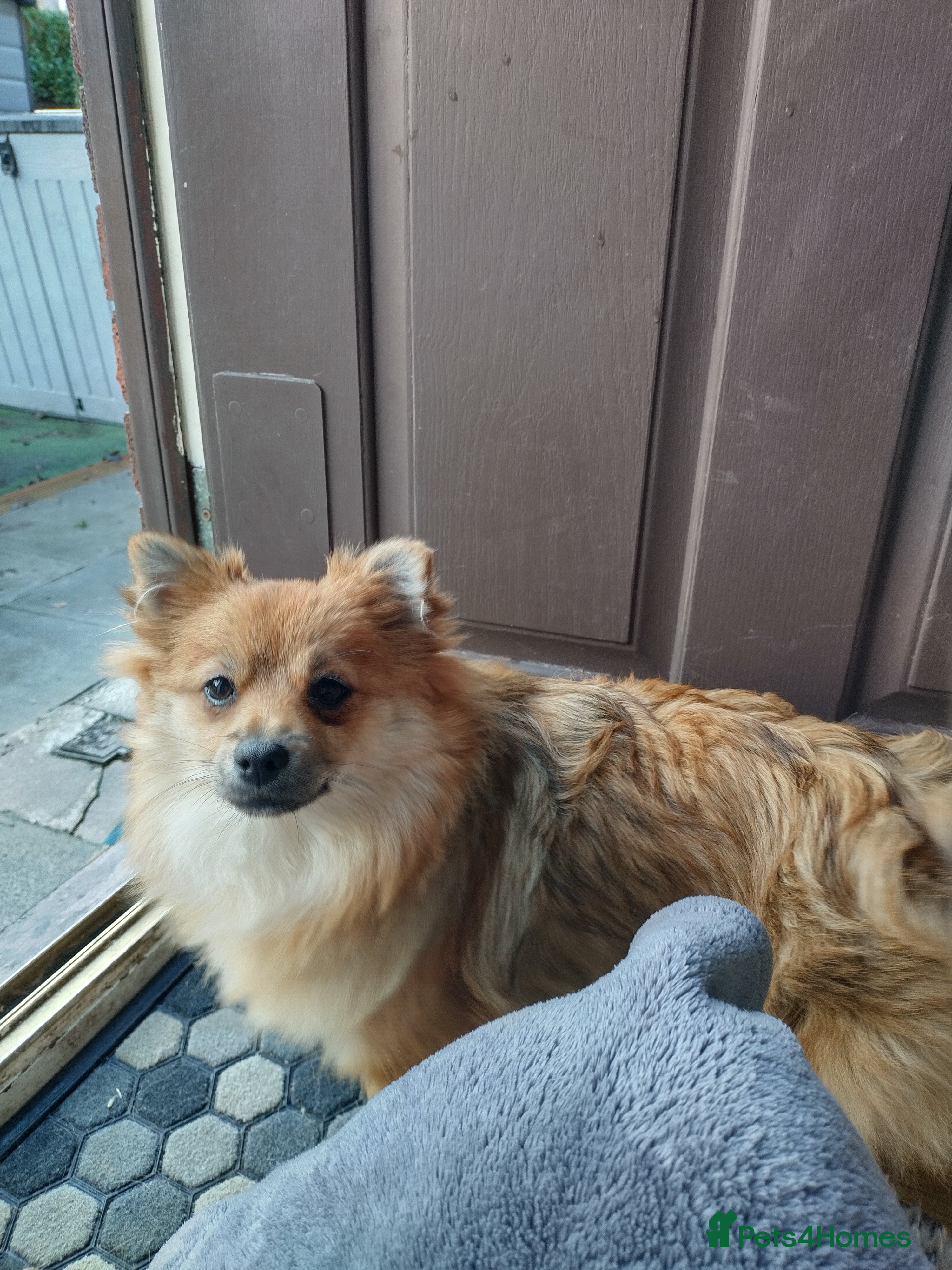 Pomeranian dogs Gorgeous Roxy - Advert 15