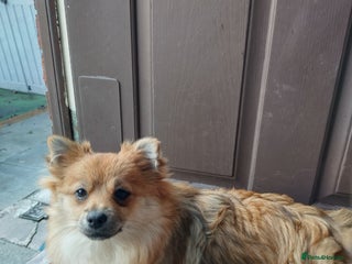 Pomeranian dogs Gorgeous Roxy - Advert 7