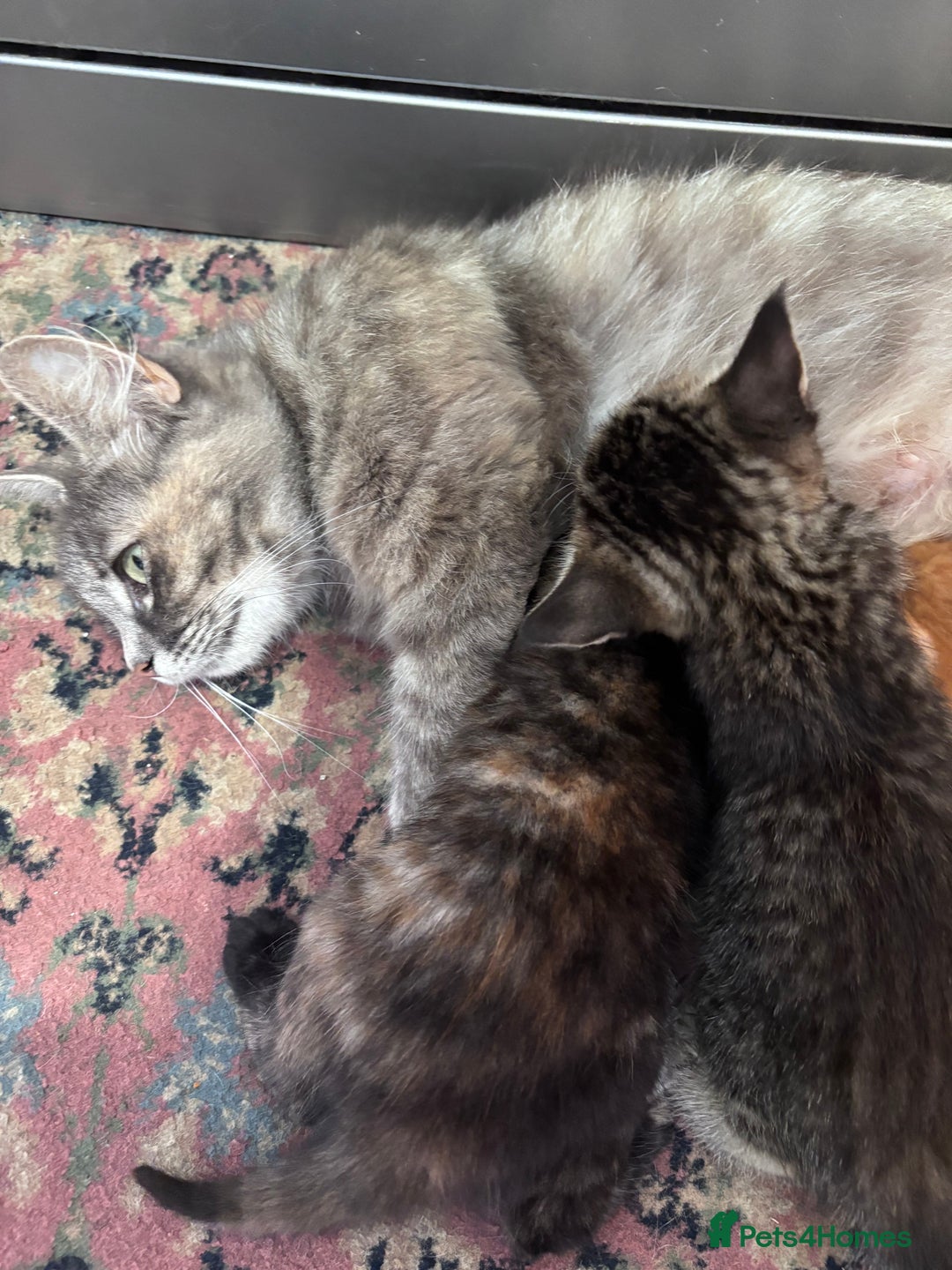 Norwegian Forest Cat cats for sale: Norwegian forest x Bengal kittens  - Image 8