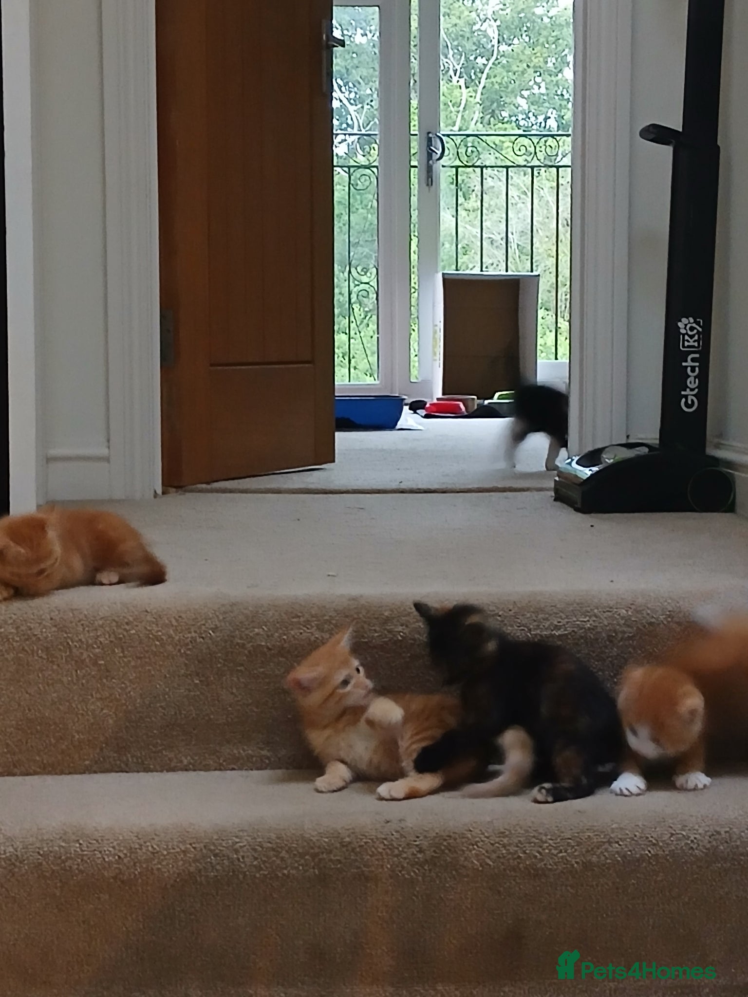 Mixed Breed cats for sale: 5 beautiful kittens - Advert 6