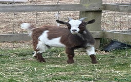 Goats livestock for sale: Pygmy billy goat for sale - Image 5