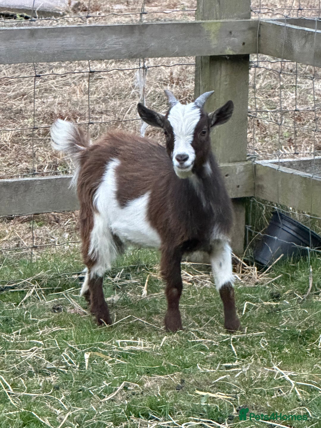 Goats livestock for sale: Pygmy billy goat for sale - Image 5