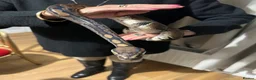 Python Snake reptiles for sale: 5 year old Royal ball Python  in Eastbourne - Advert 3