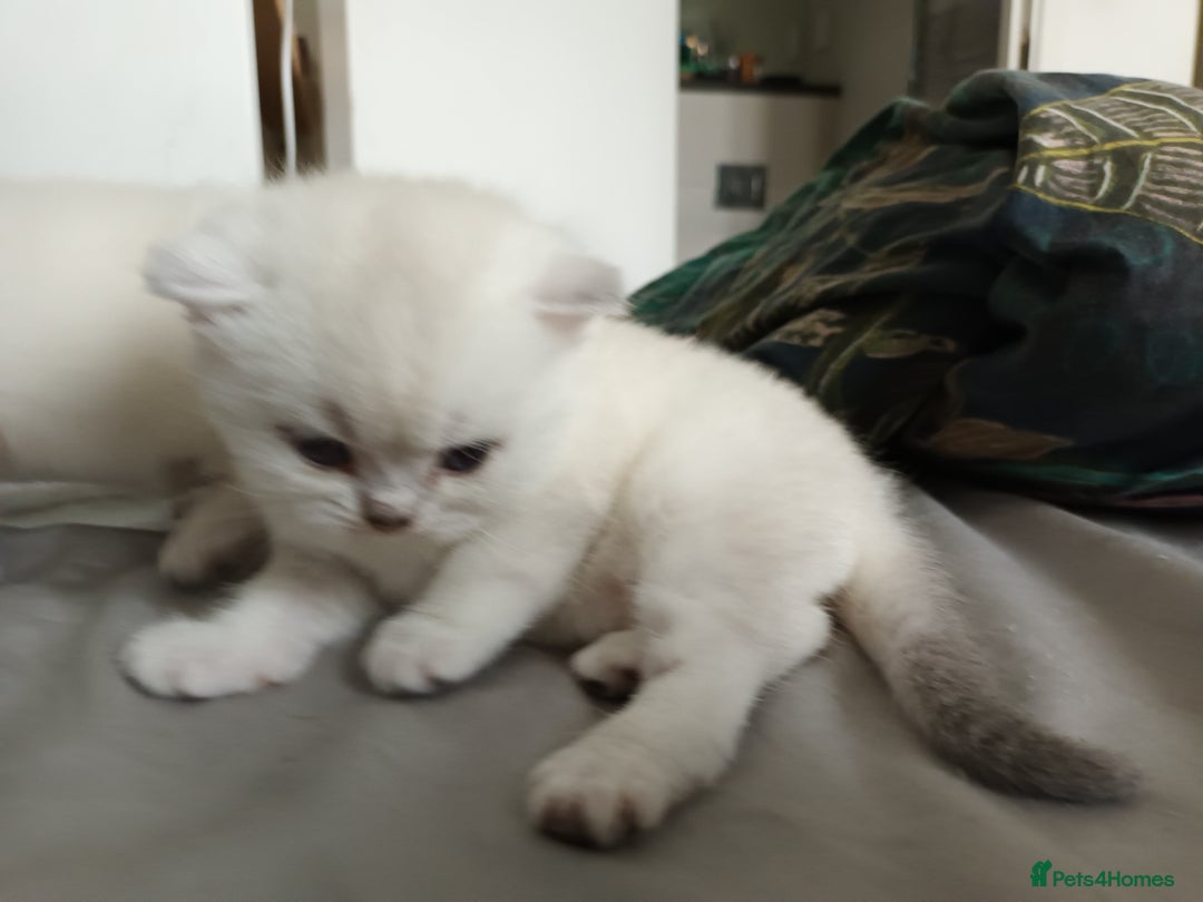 Scottish Fold cats for sale: Scottish straight boy and girl - Image 6