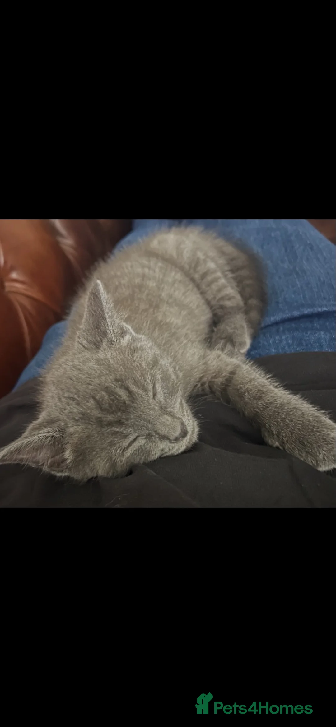 Mixed Breed cats for sale: Mix breed Siamese/British short hair kitten - Advert 5