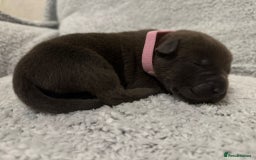 Bandog dogs for sale: 🐾 🌟 Premium multigen Bandogge Puppies🌟🐾 - Image 9