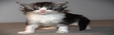 Maine Coon Kitten 5