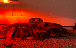 Rottweiler dogs for sale: Top KC Registered Rottweiler Puppies For Sale - Image 35