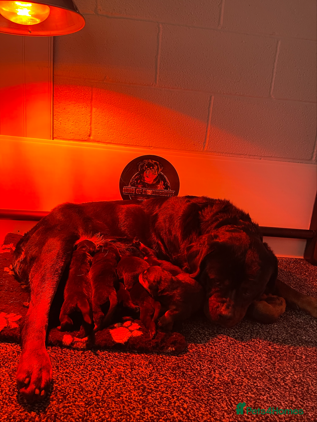 Rottweiler dogs for sale: Top KC Registered Rottweiler Puppies For Sale - Image 35