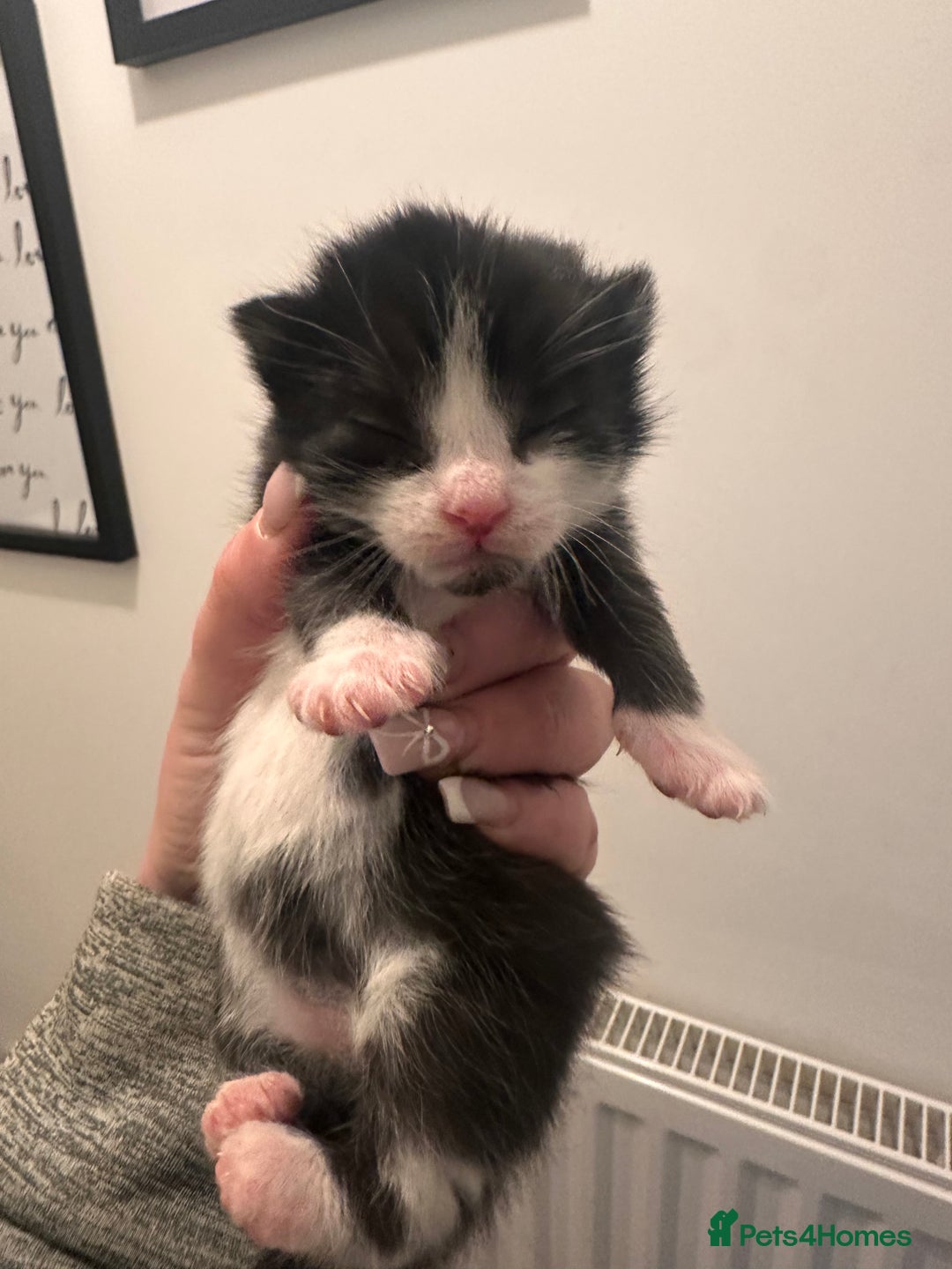 Mixed Breed cats for sale: Gorgeous domestic kittens - Advert 2