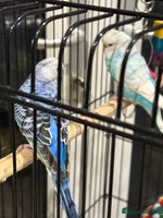 Budgerigars birds Budgies for sale male and female - Advert 7