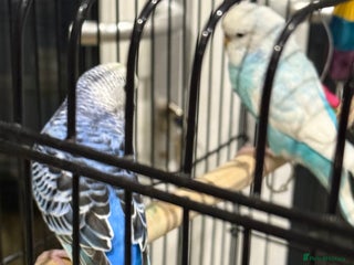 Budgerigars birds Budgies for sale male and female 6 months old - Advert 17